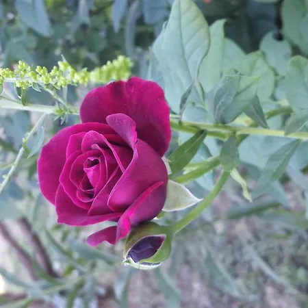 Διαμέρισμα Acero Rosso *